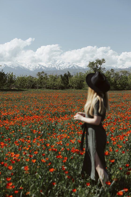 Poppy field with snowy mountains