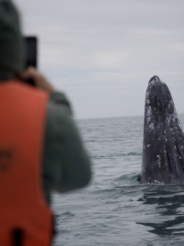 A gray whale by the boat in Mexico